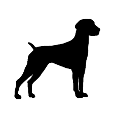 German Shorthaired Pointer German Wirehaired Pointer Spinone