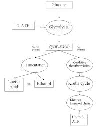 Cellular Respiration Wikiwand