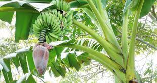Selengkapnya info acara pohon pisang berkembang biak dengan cara tunas. Cara Berkembang Biak Pohon Pisang Dan Penjelasannya Cikimis