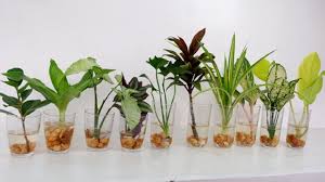 Check spelling or type a new query. 10 House Plants You Can Grow With Cuttings And A Glass Of Water For Indoor At Home Youtube