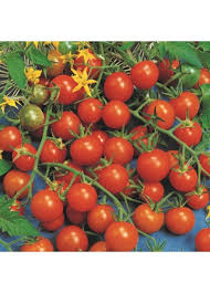tomato gardener s delight