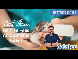 recipes for homemade kitten formula