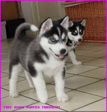 Hide this posting restore restore this posting. Free Husky Puppies Craigslist Is So Famous But Why Free Husky Puppies Craigslist Husky Puppy Husky Puppies