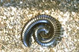 tiny circular worms in outdoor carpet