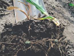 Seed Decay And Seedling Blight Of Corn Crop Protection Network