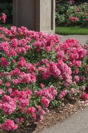 proven winners colorchoice flowering shrubs
