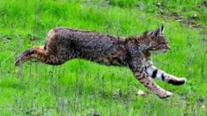 rare sighting of bobcat hunting