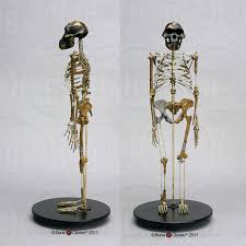 articulated lucy skeleton bone