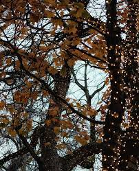 How To Put Fairy Lights On A Tree An