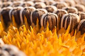 tips harvest sunflower seeds