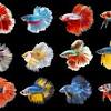 Betta fish are stunning pets that come in a variety of colors and patterns. 1