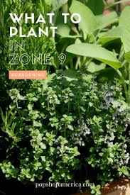 What To Plant In Zone 9 This Spring