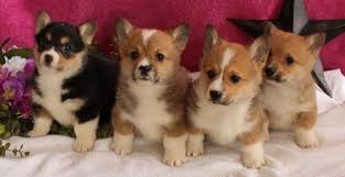 Well, i'm finally spilling the. Welsh Corgi Puppies For Sale Colorado Springs Co 193422