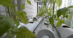 Vertical Garden With Pvc Pipes