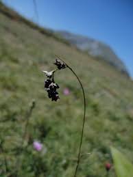 Luzula pindica (Hausskn.) Chrtek & Křísa - Portale della Flora d'Italia ...