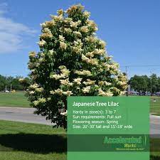 Japanese Tree Garden Trees Landscape