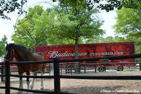 anheuser busch brewery tour