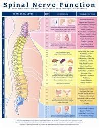 Spinal Nerve Function Anatomical Chart Laminated Amazon
