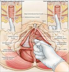 essment of the pelvic floor muscles