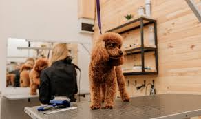 teacup poodle dog on the grooming table