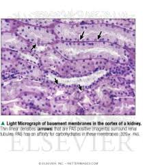 light micrograph of basement membranes