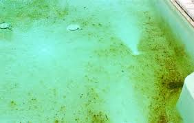 algae in pools ile ilgili görsel sonucu