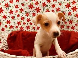 Toy fox terriers are affectionate and entertaining, typically playful for their entire lives. Toy Fox Terrier Puppies Petland Jacksonville Florida