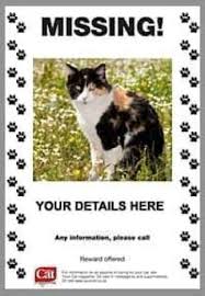 Missing Cat Flyer Koran Opencertificates Co