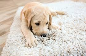 clean and disinfect carpets at home
