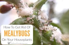 Mealybugs On Your Houseplants