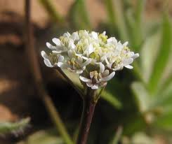 Teesdalia coronopifolia (J.P.Bergeret) Thell. | Flora of Israel Online