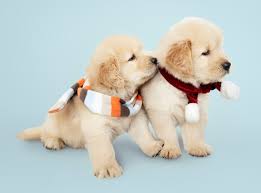 cute baby dogs images free