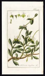 Antique Flora Print-SIDERITIS HIRSUTA-HAIRY ... - Amazon.com