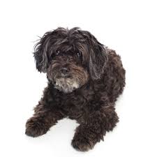 A Short Guide To The Schnoodle Dog Breed Certapet