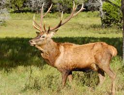 Antlers vs. Horns – Fossil Rim Wildlife ...