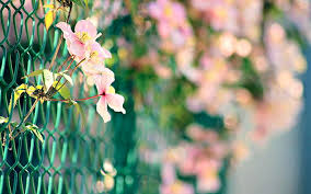 hd wallpaper fb cover flower pink