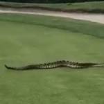 Video of Florida snake on a golf course goes viral