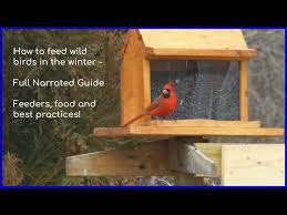 how to feed wild birds in the winter