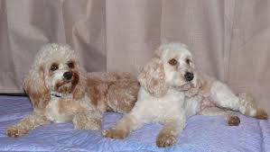 we specialise in first cross spoodles which are a hybrid of two purebred dogs english er spanieliniature poodle spoodles can be produced with
