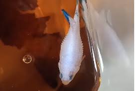 Pasalnya ia mencoba menghidupkan ikan yang sudah beku dengan menggunakan bahan yang biasa ada di. Viral Video Ikan Cupang Terkena Sisik Nanas Apa Penyebab Dan Bagaimana Mengobatinya Halaman All Kompas Com
