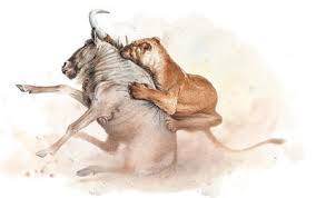 Image result for lion catching prey