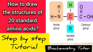 standard amino acids easily you