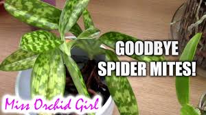 Getting Rid Of Spider Mites On Orchids Once And For All Youtube