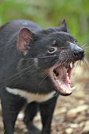 During april undeveloped young crawl up to mother's pouch. What Is Killing The Tasmanian Devil Science Smithsonian Magazine