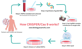 crispr cas9 gene editing technology