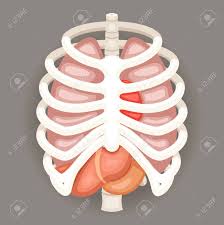 The human ribcage ribs are not merely armour for the organs inside our torsos. Rib Cage Lungs Heart Liver Stomach Iinternal Organs Icons Symbols Royalty Free Cliparts Vectors And Stock Illustration Image 68570565