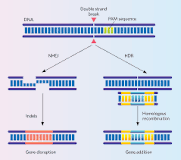 How do you knockout a gene using CRISPR?