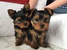 Maltese puppy stages of growth. Taking Care Of Newborn Yorkie And Teacup Yorkie Puppies Yorkie Passion