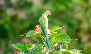 parrot birds wildlife scenery