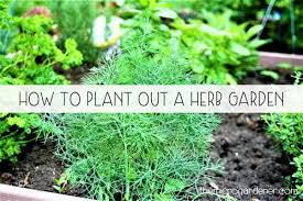 how to plant out a herb garden the